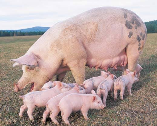 manojku45811825's tweet photo. @Kritika28284592 #England 🇬🇧 me #pigs 🐷🐷🐽 #Suaro ka jhund atank faila raha hai.. #UK #Police Kya kar rahi hai...?
Aag laga dege ye jehadi...
Bhagao.. Inko.. #England se.... https://t.co/GOvqKUxSAO