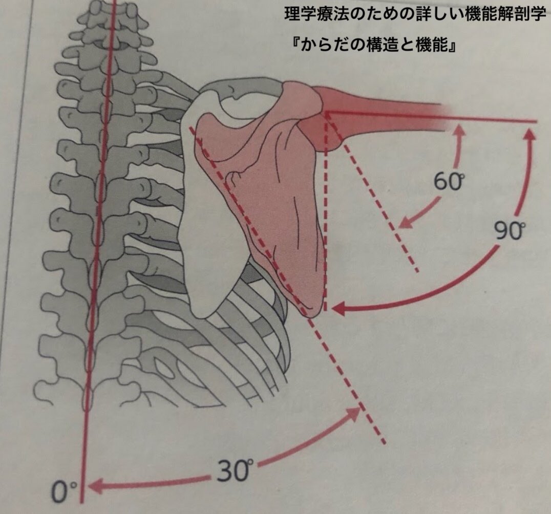 よしき 知れば出来る健康管理 ダイエット 肩甲上腕リズム 肩の外転動作は肩関節と肩甲骨 の動きによってなり その比率は 肩関節 肩甲骨 2 1 つまり 肩の可動域を広げたいなら 肩甲骨にも着目してみるべき