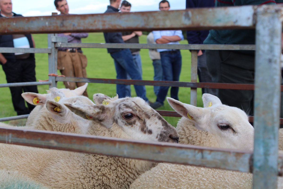 SheepIreland's tweet photo. Almost 400 rams entered in the @SheepIreland mulitibreed ram sale for Sat Aug 24th Tullamore mart. Provisional catalogue avail now - https://t.co/X3ayK6Ig3K. Largest catalogued ram sale in Ireland!!! #eurostars #geneticprogress #profit https://t.co/OEdYP7Lqe0