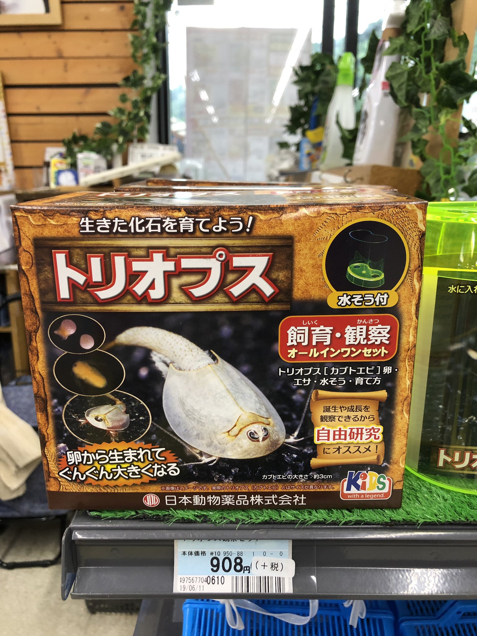 飼育キット Twitter Search Twitter