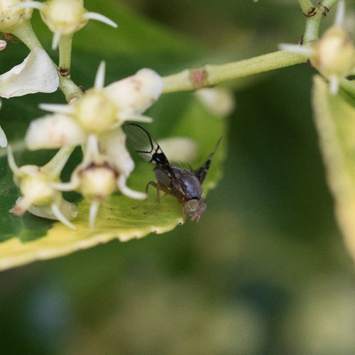 idgi's tweet image. A wee picture-winged fly in the garden yesterday, zero idea on the ID, not even sure of the genus. #diptera #prettypattern #pink #lilac #green