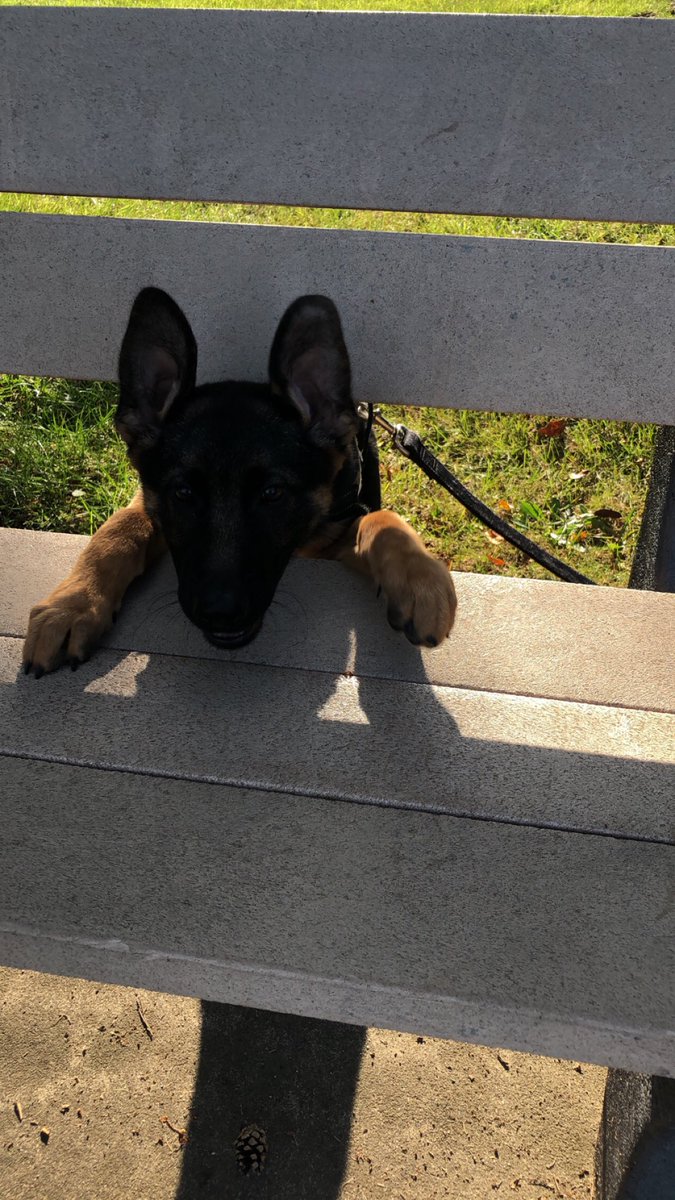 ChiefTuckyGSD's tweet photo. Hello, this seat is taken 🛋😋 https://t.co/cD3NIXfPQ5