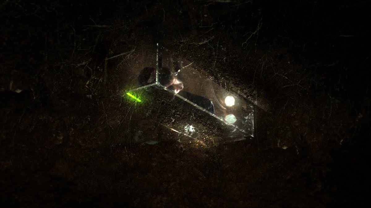 levmauc's tweet image. Ahora que QUENTIN TARANTINO vuelve a estar en boca de todos viene bien recordar que en 2005 dirigió un sensacional, claustrofóbico y asfixiante capítulo doble de CSI y que se lanzó a la venta como TV movie de la serie de manera independiente. Merecen la pena sus 80 mins