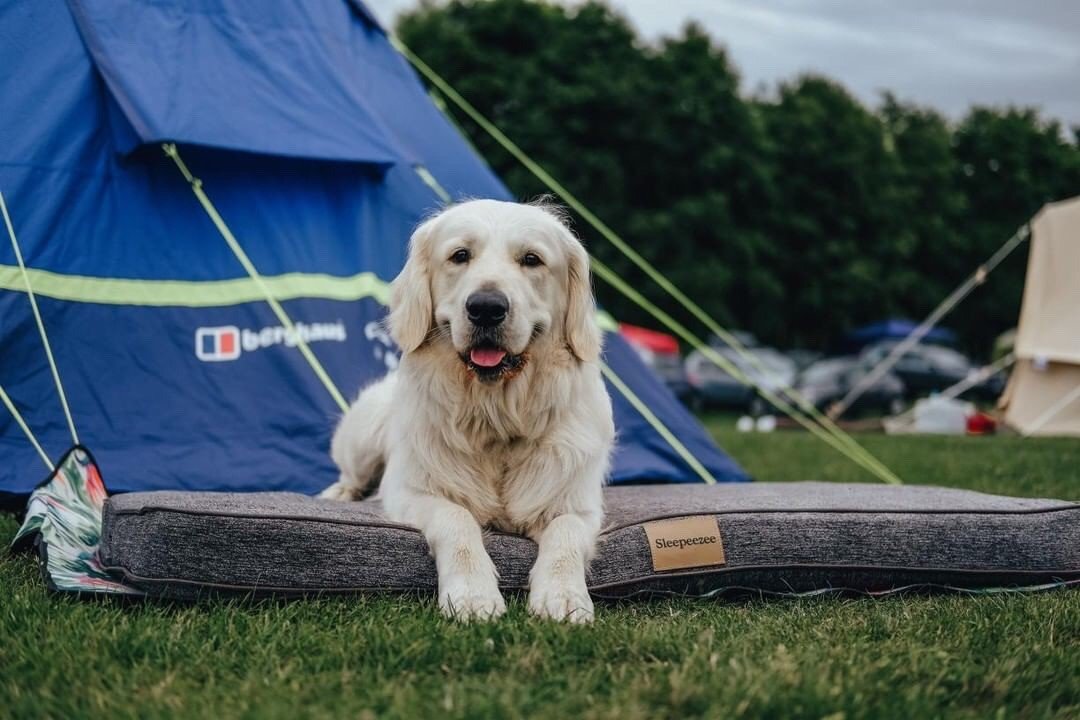 MilletsOnline's tweet photo. Tent? Check, Sleeping Bags? Check, Squeaky hot dog chew toy?... 🌭

Who’s squeezing in another camping adventure this weekend like @youmeandwoody? Check out our blog post to see our pick of the UK's top 5 dog-friendly campsites https://t.co/NTbGGEPTn2 

📸: @youmeandwoody https://t.co/6NDIE4H2uC