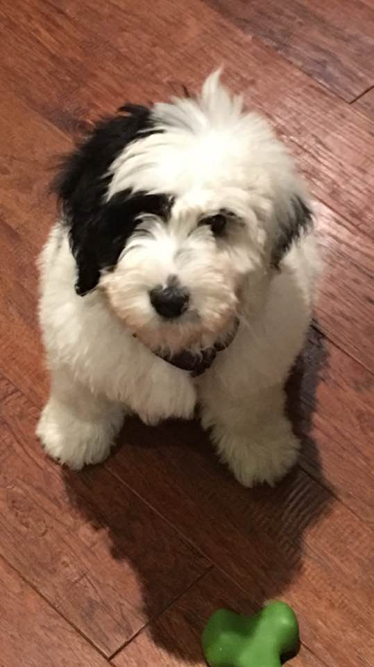 picture of cooper, dr su's dog