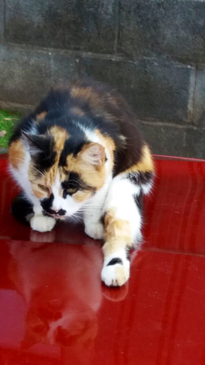 iloveripley's tweet image. My mum and dad. Who do you think I look more like?