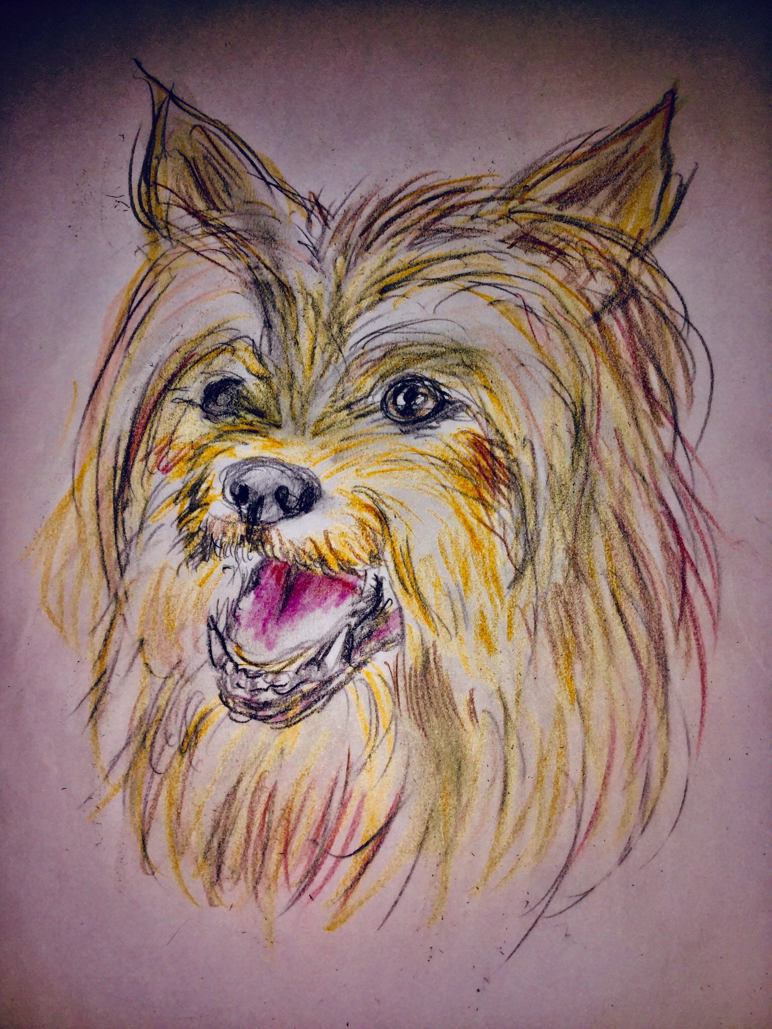 Judas 先程動物ピースに出てた天才犬がヨーキーぽかった ミックス ので 27犬種め 手描き イラスト 色鉛筆 色鉛筆画 動物画 犬の絵 鉛筆画 ヨークシャーテリア T Co 1y9z5sarrp Twitter