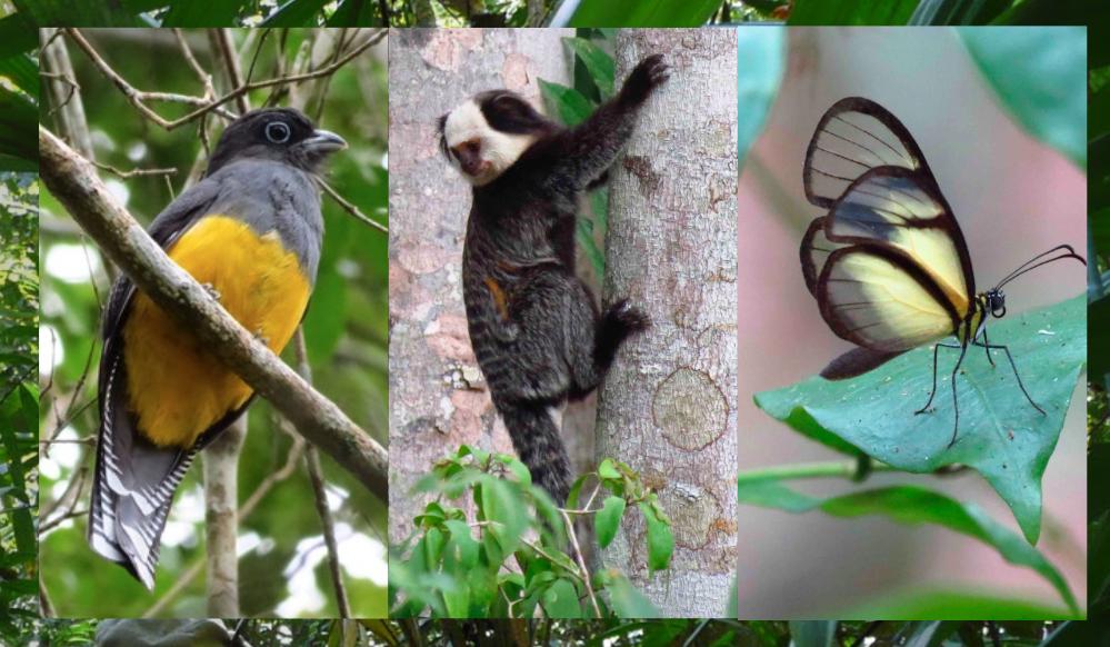 Less than a week to go until @UniOfHull @hullbiology students depart on the #hullbrazil2019 #fieldtrip to the Brazilian #AtlanticForest reserve at #União - can't wait to be back in the forest! #tropiclikeitshot #tropical #ecology #fieldwork #hullbiotips @ICMBio