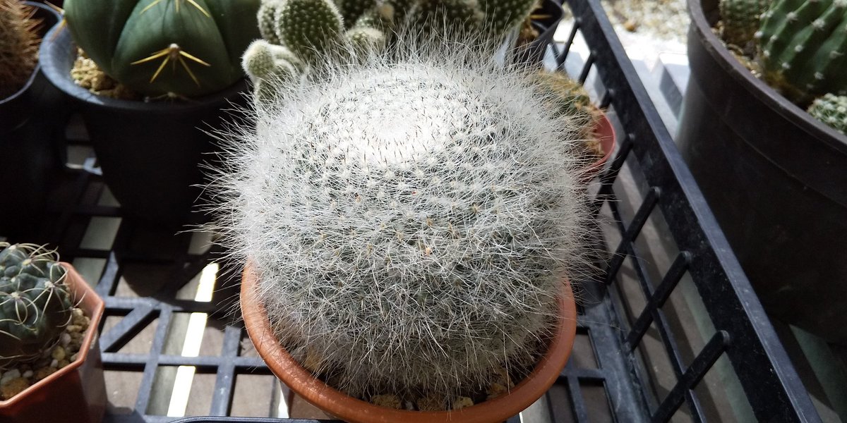 かしわ マミラリア 玉翁 我が家イチ 日光を探求するサボテン 無遮光下であっても1週間動かさないだけで成長点が傾く 名と裏腹に元気なジジイ 傾いては鉢回転 また傾いては鉢回転 今の時期は潅水よりもこの作業のほうが頻度が高い ジジイと飼い主の