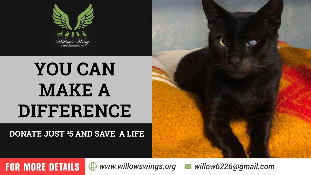 WingsWillow's tweet photo. Yes, it’s Friday, that means it's $5 Furry-Day! 

Would you give up your coffee, soda, or bag of chips for a day to help our animals in need? Your contribution helps homeless animals at Willow’s Wings Animal Sanctuary!

#AnimalSanctuary #NonProfit #Fundraising #Animalshelter https://t.co/EBVLsYoWhw