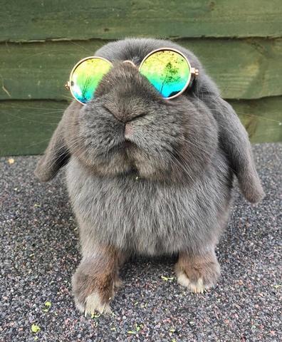 theuearabbit's tweet photo. Ps. Sorry I've been so quiet on here lately. I've been busy topping up my tan and travelling the globe with British Hare-ways 😎🐇 #NationalTellAJokeDay https://t.co/GkREQ2LGOx