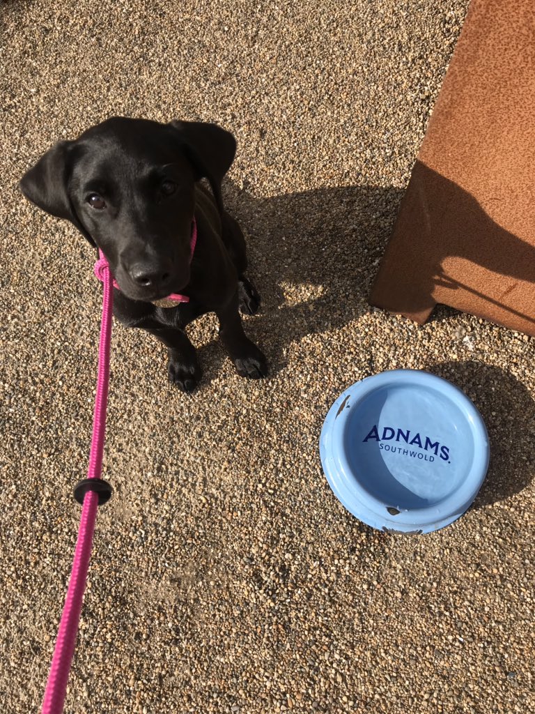 Labelleflowers1's tweet photo. @hmcsteve Ohhh Lilly says hello! This is our new pup x https://t.co/qIl9gPudCY