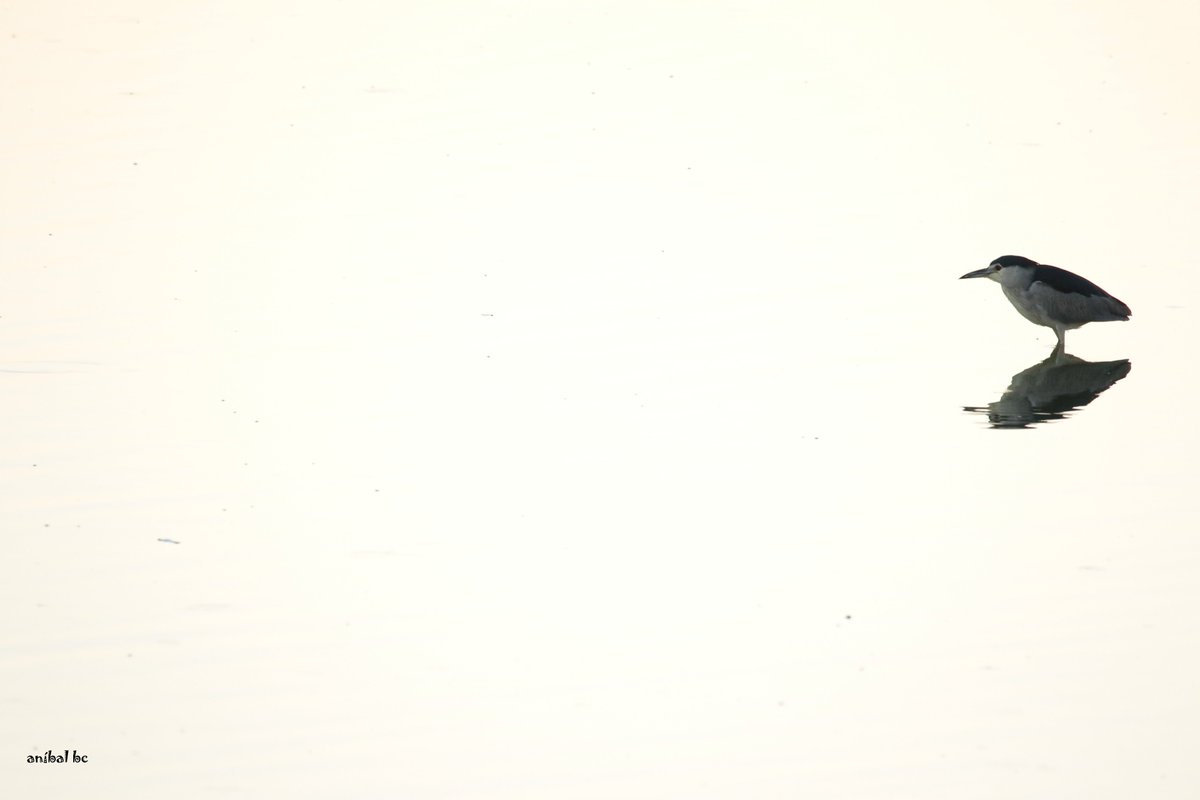 anibalclm's tweet photo. Martinete
#birds #aves #photography #photooftheday #apolo50 #instagramdown #nartura #naturaleza #birdwatching #CiudadReal #LaMancha #CastillaLaMancha #humedales #photooftheday #photo #photographytheday #naturephotoportal #nature #naturaleza_spain #naturaleza #birdsnature #birds https://t.co/XsWYyIez2Q