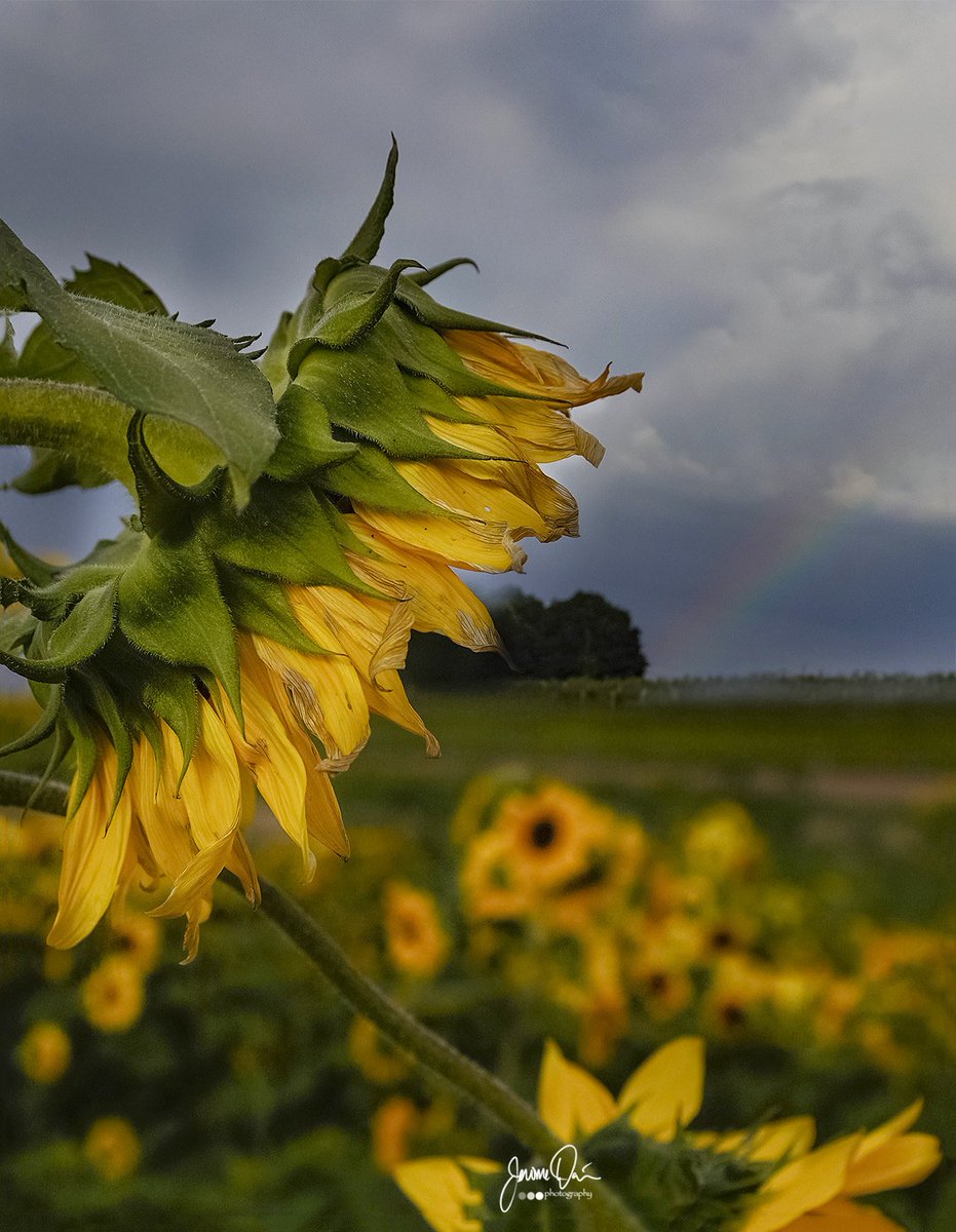 Jerome Davis (@jdavis2731) on Twitter photo Yesterday afternoon, sunflowers and a rainbow. I'm excited for this weekends sunflower spectacular <a href="/WickhamFarms/">Wickham Farms</a>. <a href="/VisitRochester/">Visit Rochester CVB</a> <a href="/WHEC_SPensgen/">Stacey Pensgen</a> <a href="/john_kucko/">John Kucko</a> <a href="/StormHour/">#StormHour</a> #Sunflowers <a href="/13WHAM/">13WHAM</a> <a href="/news10nbc/">News10NBC</a> <a href="/News_8/">News 8 WROC</a> Yesterday afternoon, sunflowers and a rainbow. I'm excited for this weekends sunflower spectacular <a href="/WickhamFarms/">Wickham Farms</a>. <a href="/VisitRochester/">Visit Rochester CVB</a> <a href="/WHEC_SPensgen/">Stacey Pensgen</a> <a href="/john_kucko/">John Kucko</a> <a href="/StormHour/">#StormHour</a> #Sunflowers <a href="/13WHAM/">13WHAM</a> <a href="/news10nbc/">News10NBC</a> <a href="/News_8/">News 8 WROC</a>