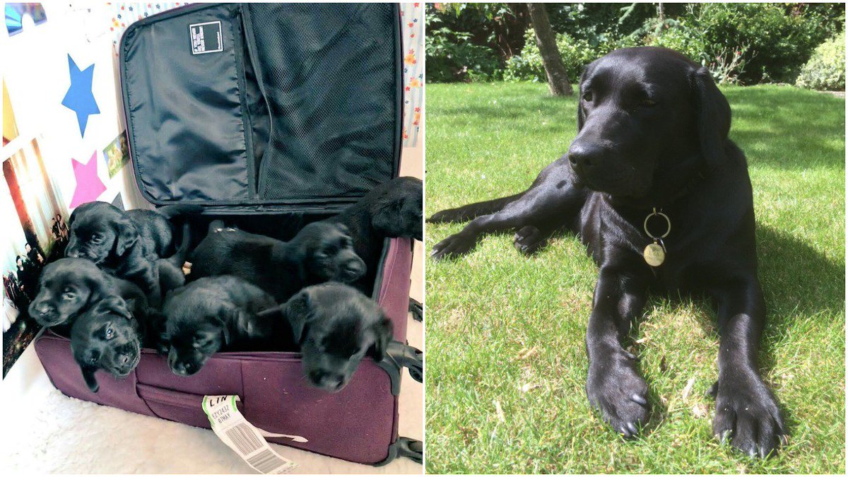 HearingDogs's tweet photo. She's one of the pups in the first photo and now the beautiful Eva is off to 'big school' 😍

This is where Eva will concentrate on learning the sounds she'll her future deaf partner to, such as the doorbell, alarm clock and fire alarm 🐶 

Good luck Eva 🤞 https://t.co/PQvQpIO5vz