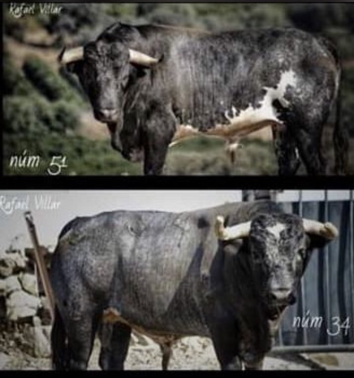 Daniel Barbero tweet media