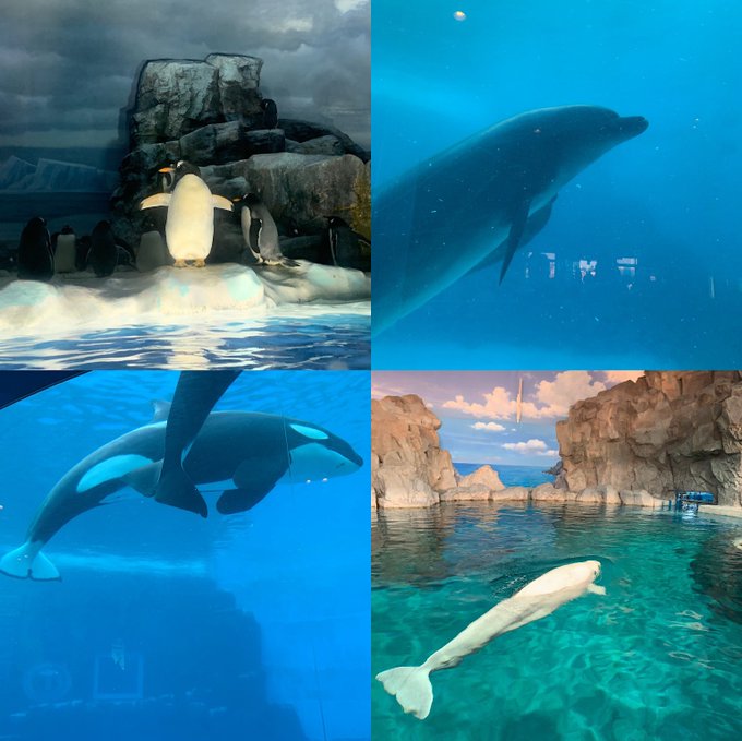 コスプレイヤーyamiのTwitter画像6