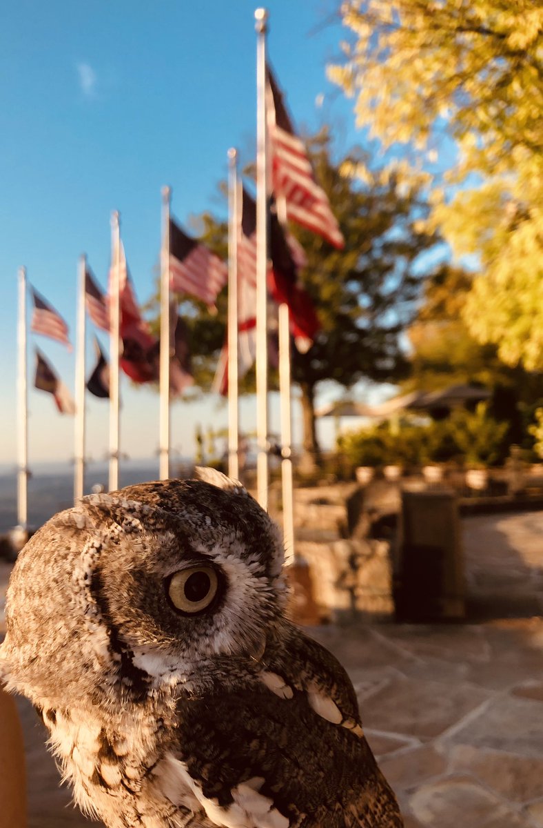 SeeRockCity's tweet photo. It’s a beautiful day to #SeeRockCity! Say hello to Buddy, the screech owl from our Birds of Prey Show! There are 5 shows daily every Fri-Sun thru Labor Day at #SummerMusicWeekends 😍 https://t.co/11K7y4SiIN
