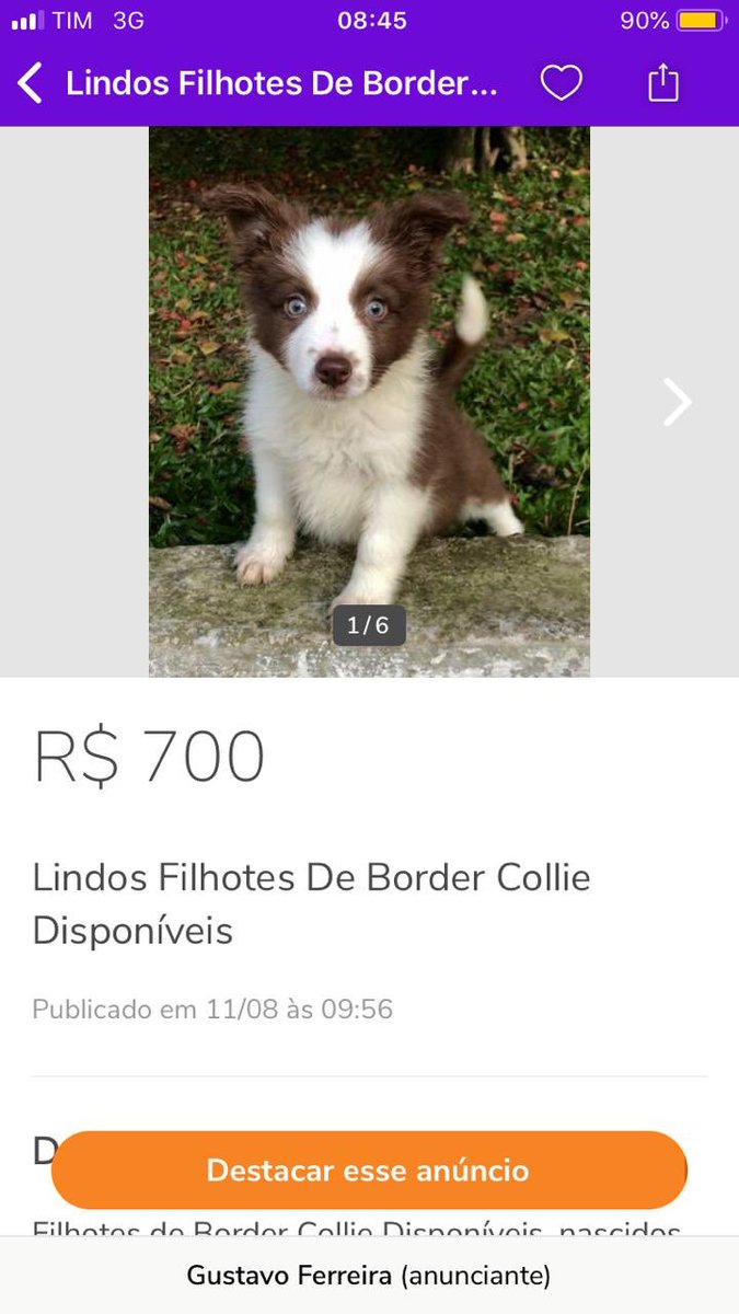 SimoneTanny's tweet photo. Bom dia 😃 Pra quem sempre sonhou em ter um Border Collie chegou a hora 🐶 quem tiver interesse me chamar na dm que eu passo o contato do vendedor 😘 https://t.co/rVFw0Gyrdq