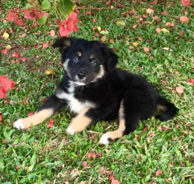 SimoneTanny's tweet photo. Bom dia 😃 Pra quem sempre sonhou em ter um Border Collie chegou a hora 🐶 quem tiver interesse me chamar na dm que eu passo o contato do vendedor 😘 https://t.co/rVFw0Gyrdq