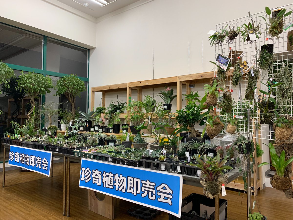 チャーム公式 Twitter પર こんばんはａです 明日の植物の販売会の準備が出来ました 観葉植物担当に ビニールハウスから大量に持ってきてもらいました 多肉全般 根塊 サボテン 着生ラン ハオルチアなどなど 専門スタッフもブースに立ちますので 植物