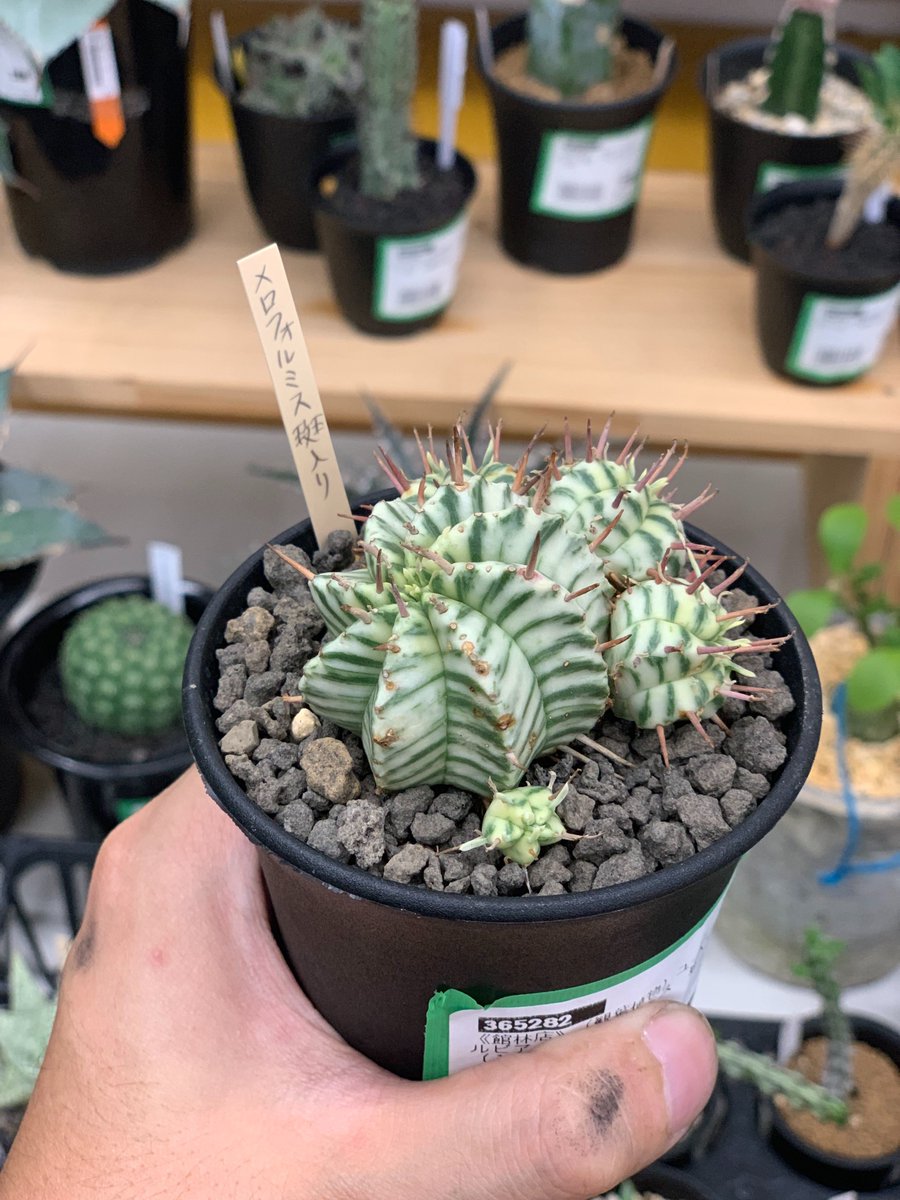 チャーム公式 Twitter પર こんばんはａです 明日の植物の販売会の準備が出来ました 観葉植物担当に ビニールハウスから大量に持ってきてもらいました 多肉全般 根塊 サボテン 着生ラン ハオルチアなどなど 専門スタッフもブースに立ちますので 植物