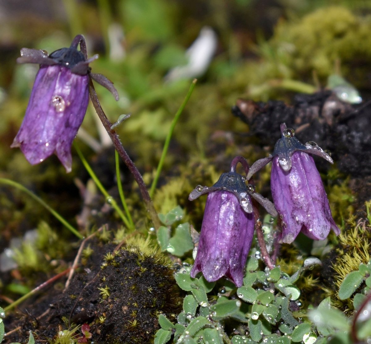 Threatened_Taxa's tweet photo. New flora records for Arunachal Pradesh in India! Read all about the exciting discovery of two extremely rare and endemic bellflower species from the eastern Himalaya: https://t.co/RiuP1gKoo8
#Codonopsis #Campanulaceae #Indianflora @IUCNAsia @IUCNRedList #Indianflora @IndiaDST https://t.co/xuoqVIncH0