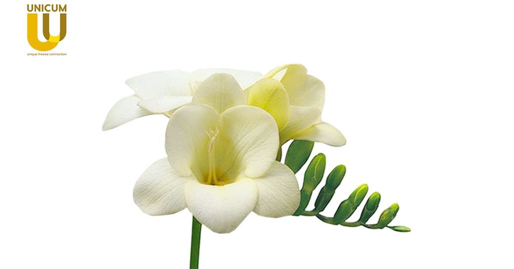 UnicumFreesianl's tweet photo. Maak kennis met deze mooie, witte Freesia Ambassador!

Bekijk hier ons gehele assortiment: https://t.co/gRsLpMYUK3 https://t.co/ecTrovfsCk