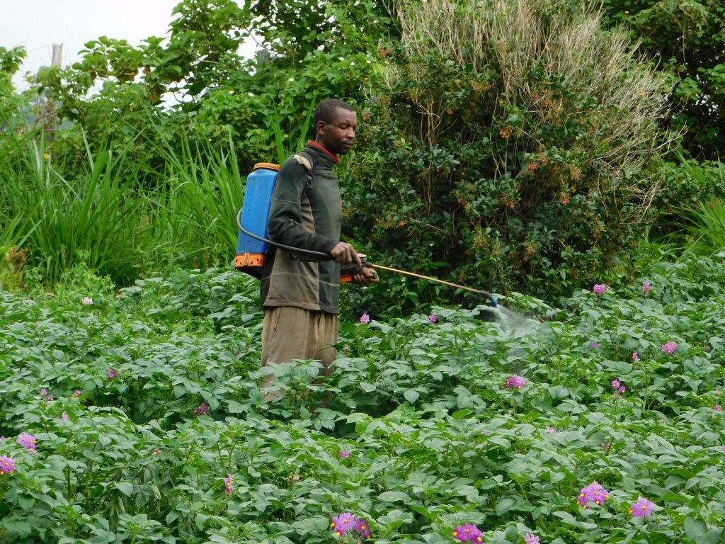 CGIAR's tweet photo. Guiding farmers to safer use of #pesticides in Rwanda and Burundi: https://t.co/WRIbY6sogG #health #pests #pestmanagement @RTB_CGIAR @Cipotato @IITA_CGIAR @BioversityInt https://t.co/uICSxw3pE1