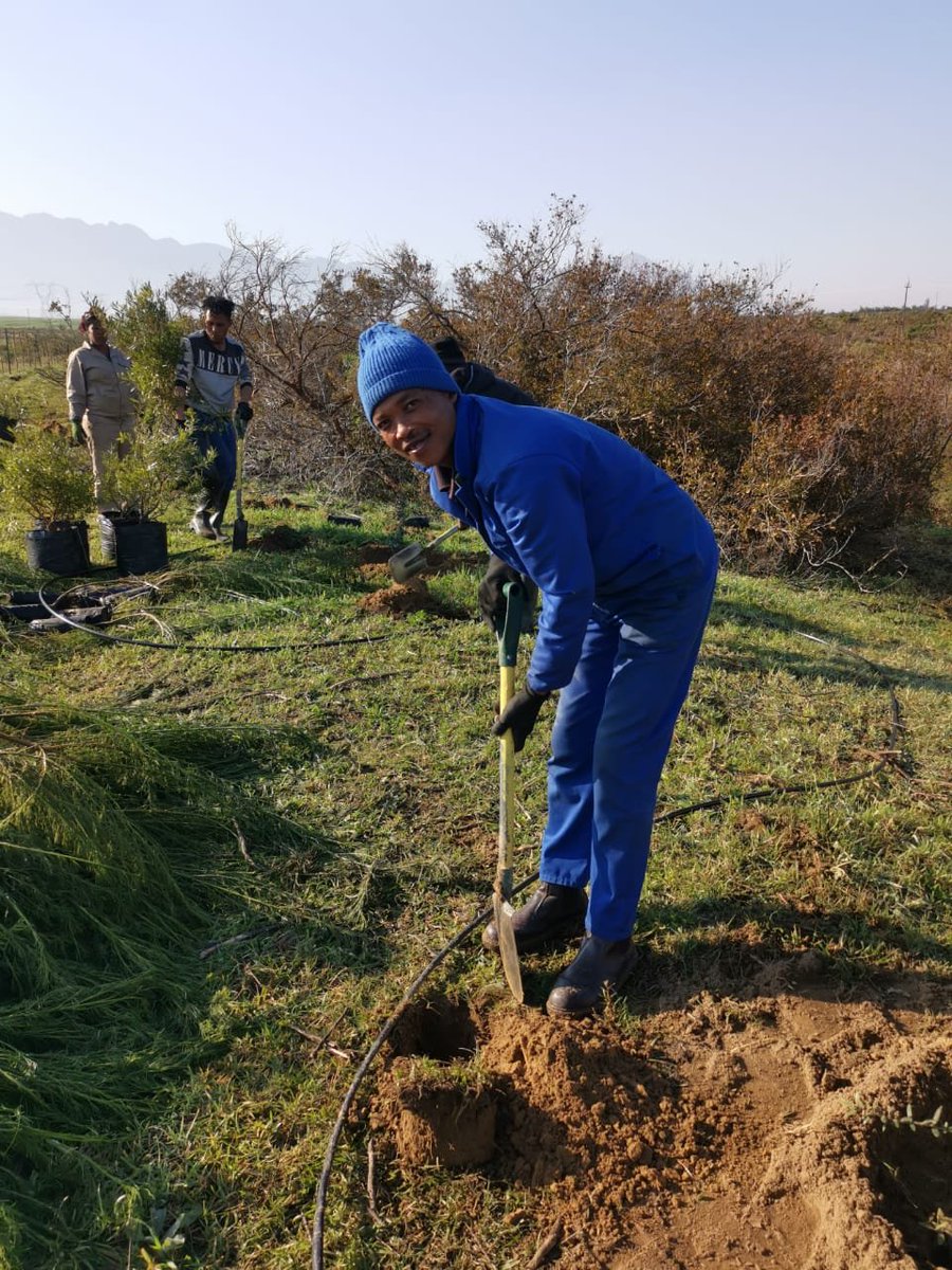 BiljonGeorgina's tweet photo. Riparian rehabilition in action today along a Berg River tributary. @WCGovEADP @jason_mingo #Ecosystemrestorationza #IntabaEnvironmentalServices #DiscoverTulbagh https://t.co/B0ztEu7vxd