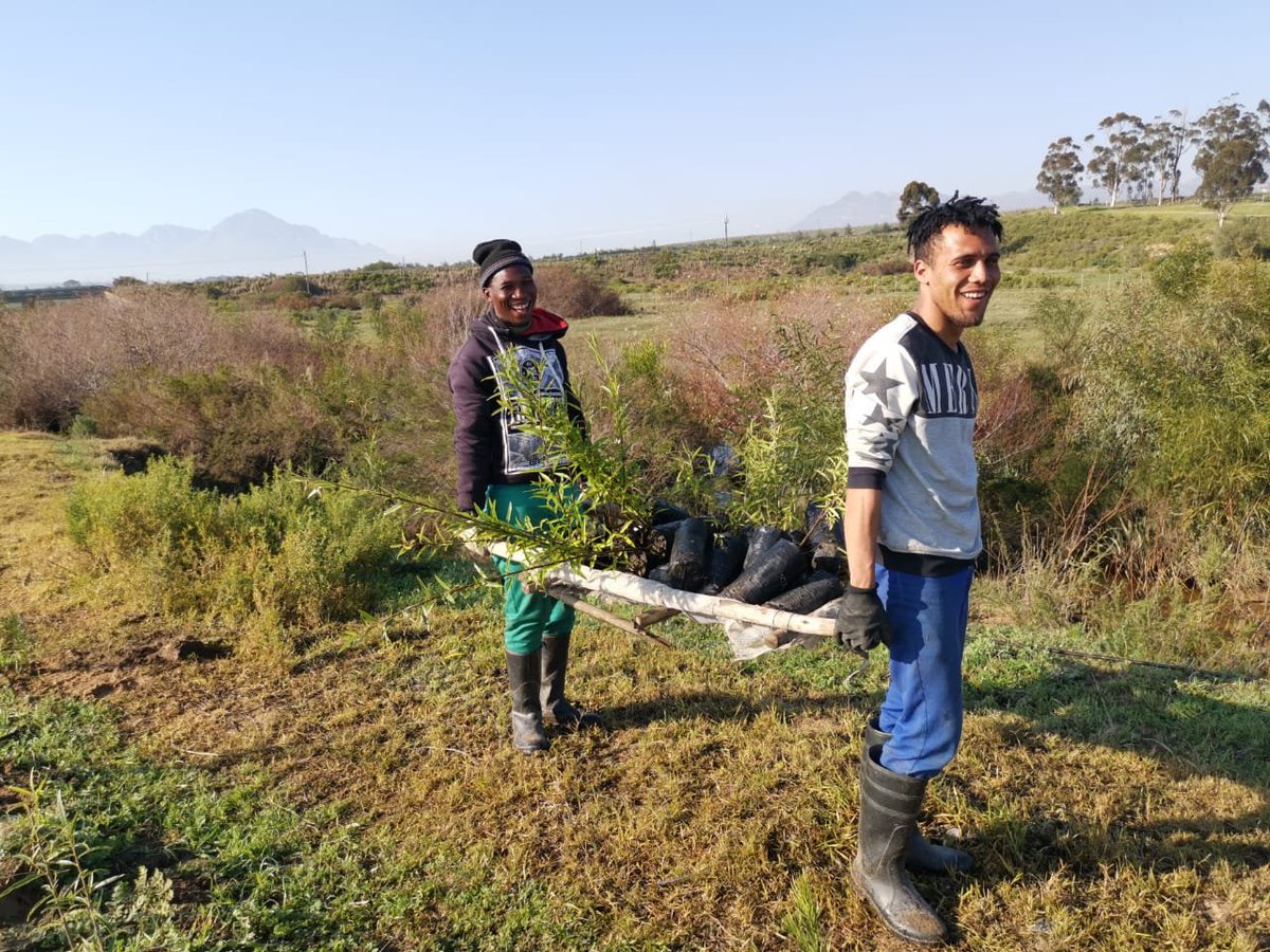 BiljonGeorgina's tweet photo. Riparian rehabilition in action today along a Berg River tributary. @WCGovEADP @jason_mingo #Ecosystemrestorationza #IntabaEnvironmentalServices #DiscoverTulbagh https://t.co/B0ztEu7vxd