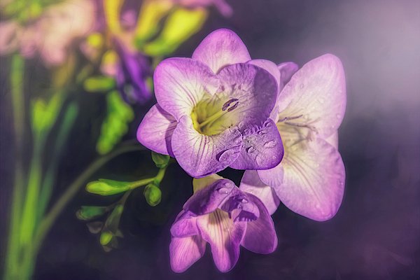 Freesiaのtwitterイラスト検索結果 古い順