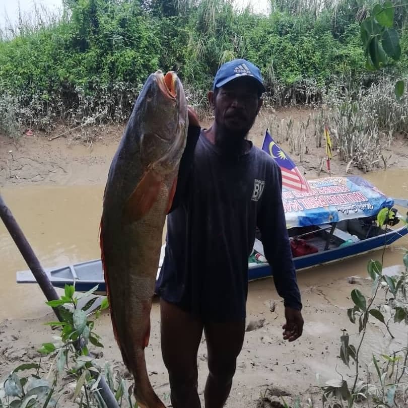 Sarawak Aritok En Twitter Rezeki Nelayan Sungai Batang Lupar Sri Aman Sarawak Petang Ini Tadi Apabila Mendapat Durian Runtuh Ikan Panjang Seberat 8 5 Kg Harga Ikan Tersebut Sekitar Rm 40 00 Sekilo Rezekiikanpanjang