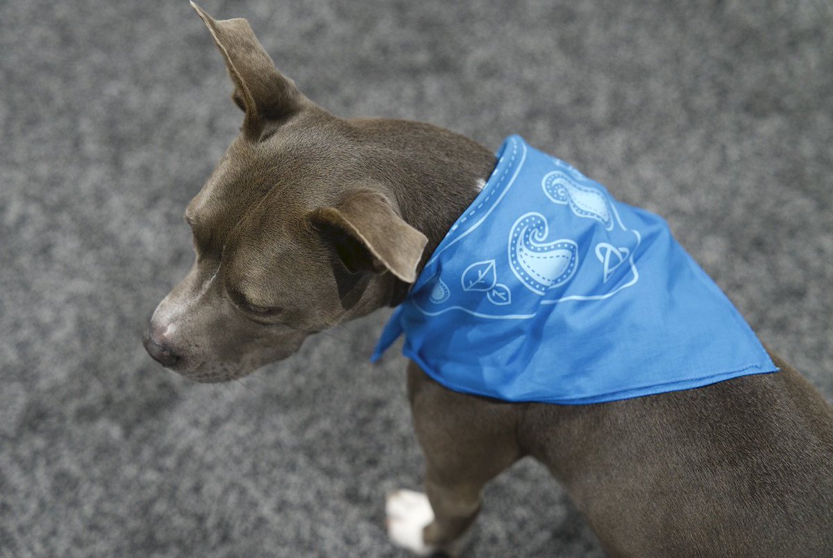 PayJunction's tweet image. Catch us at booth 1628 at the Kansas City Convention Center for #FetchDVM360 on August 24th-26th. #Fetch #FetchDVM360 #PayJunction