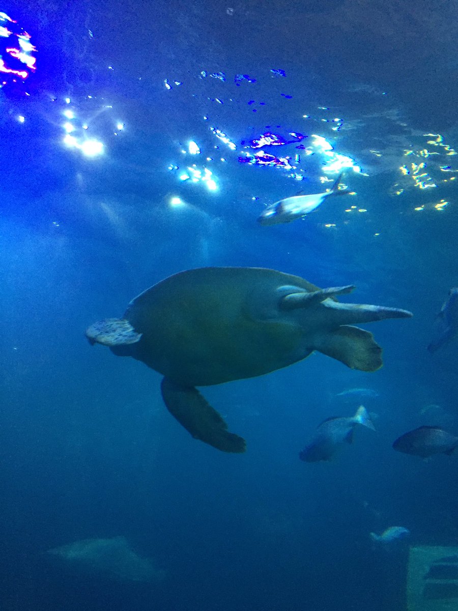 jessjpiper's tweet photo. Remind me never to go to the aquarium on a rainy day during the school holidays again #rookiemistake #schoolholidayhell but the turtle was as beautiful & graceful as ever https://t.co/pHnpxZbtfl