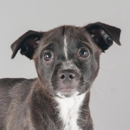 San Francisco SPCA tweet media