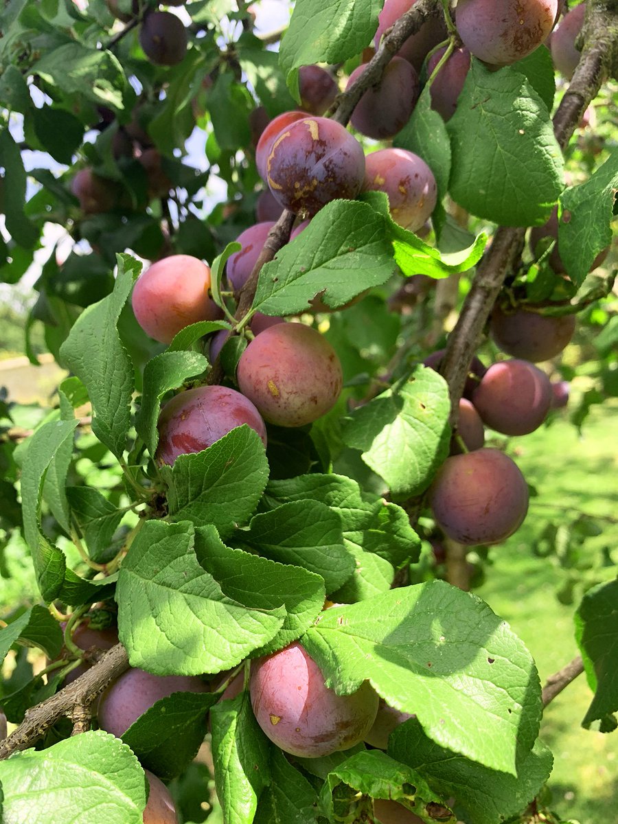 ChateauSJB's tweet photo. #JARDINDESDELICES

Mirabelles, quetsches, pommes et poires murissent à vue d’œil et laissent flotter un doux parfum sucré dans les allées du potager fleuri, signe que la récolte arrive à grands pas...

#fruits #recolte #potager #allees #balade #gastronomie #grappe #ete https://t.co/snCpnQnTB1