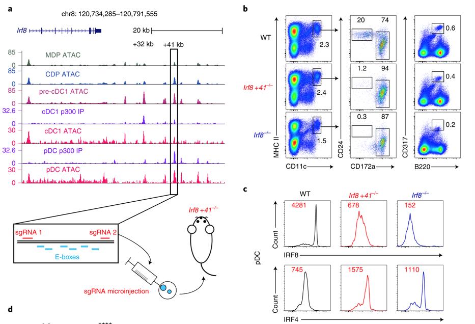mmw_lmw's tweet photo. Classical type 1 #Dendritic_Cell #cDC1 #FateSpecification | through Cryptic activation of an Irf8 enhancer | Ken Murphy @WUSTLmed @NatImmunol https://t.co/6yaNuxzIpX https://t.co/b6qwDtALnm