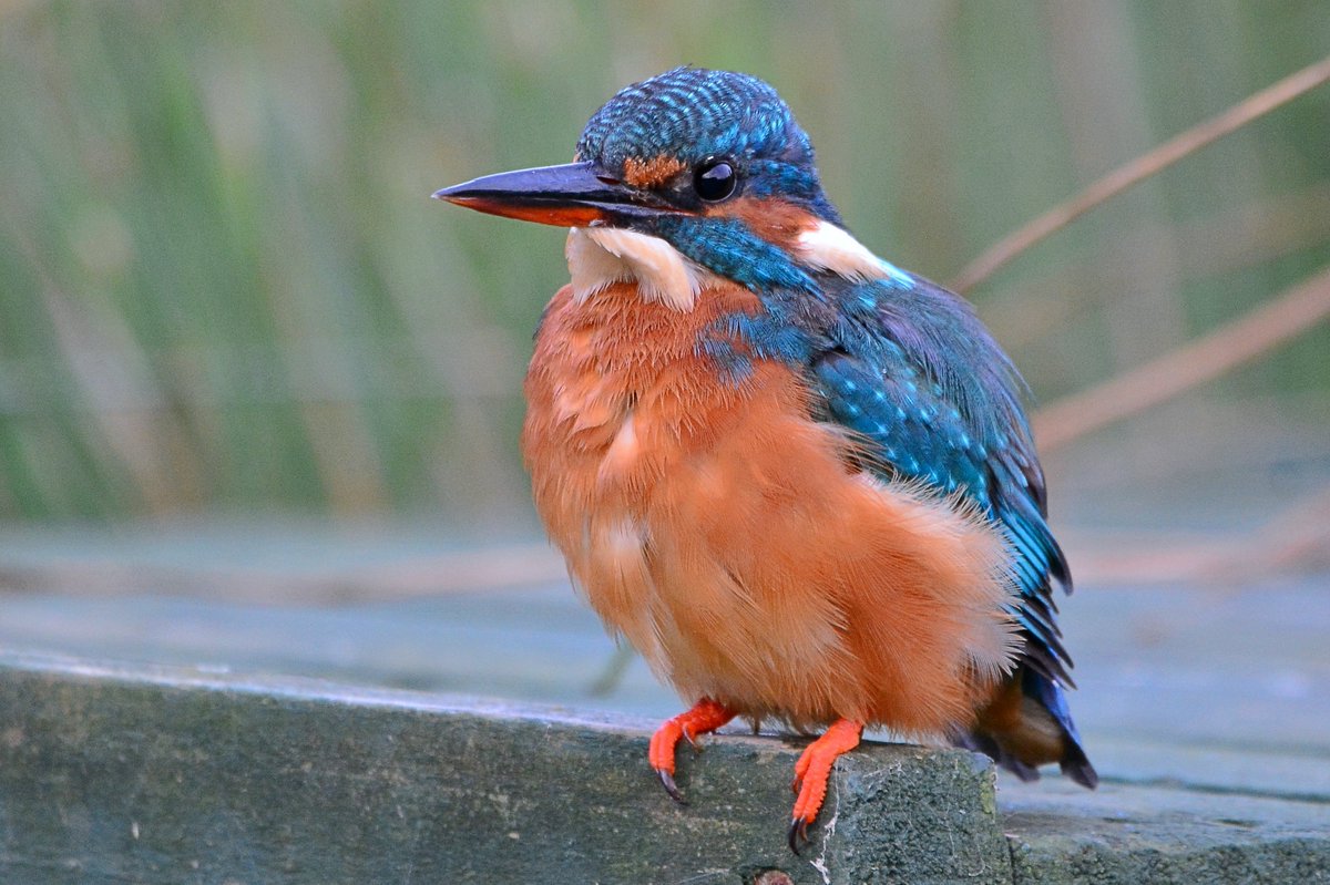 Female kingfisher <a href="/GwashOspreys/">River Gwash Ospreys</a> <a href="/WildlifeMag/">BBC Wildlife</a> <a href="/BBCSpringwatch/">BBC Springwatch</a> <a href="/britishbirds/">British Birds</a>