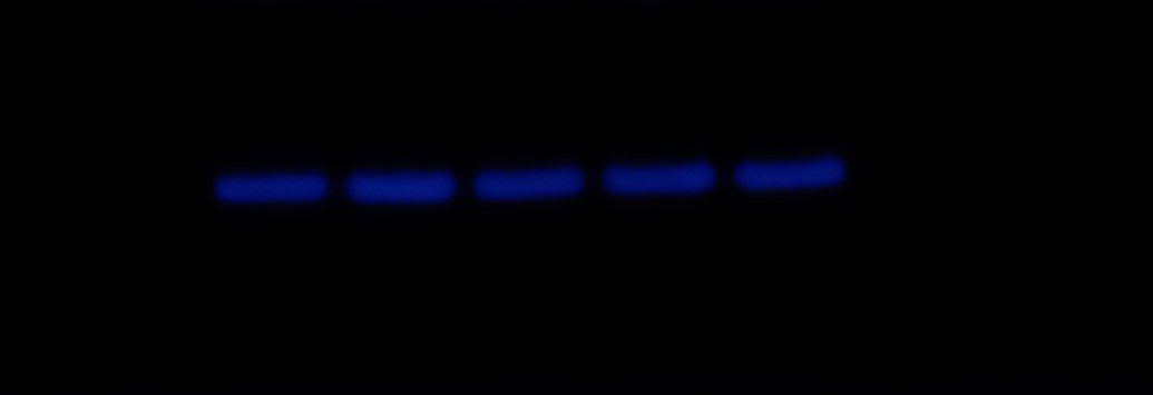 biocompare's tweet photo. Try this #LIN28A #antibody from @CellSignal, recommended by a postdoc from Johns Hopkins, for western blot experiments. https://t.co/arLzDwEZfQ https://t.co/HDFss0yJtm