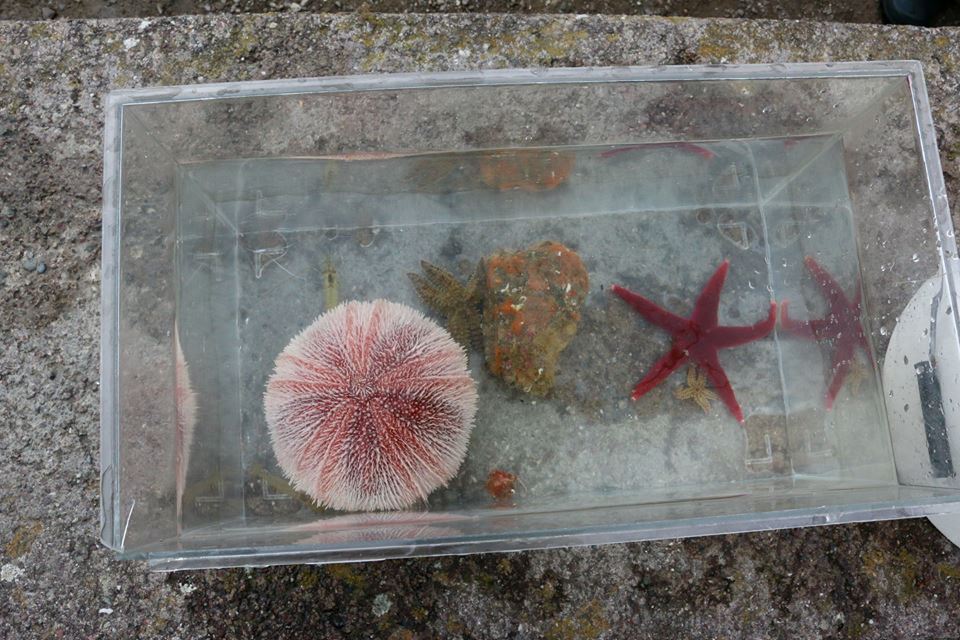 DeepMapsCork's tweet photo. On the left is an example of the 'Edible Sea Urchin' and on the right is a Henricia starfish which can come in a range of sizes and colours as you will see later on #DeepMapsCork #LoughHyne #TouchTanks #HeritageWeek https://t.co/vFDelke9S5