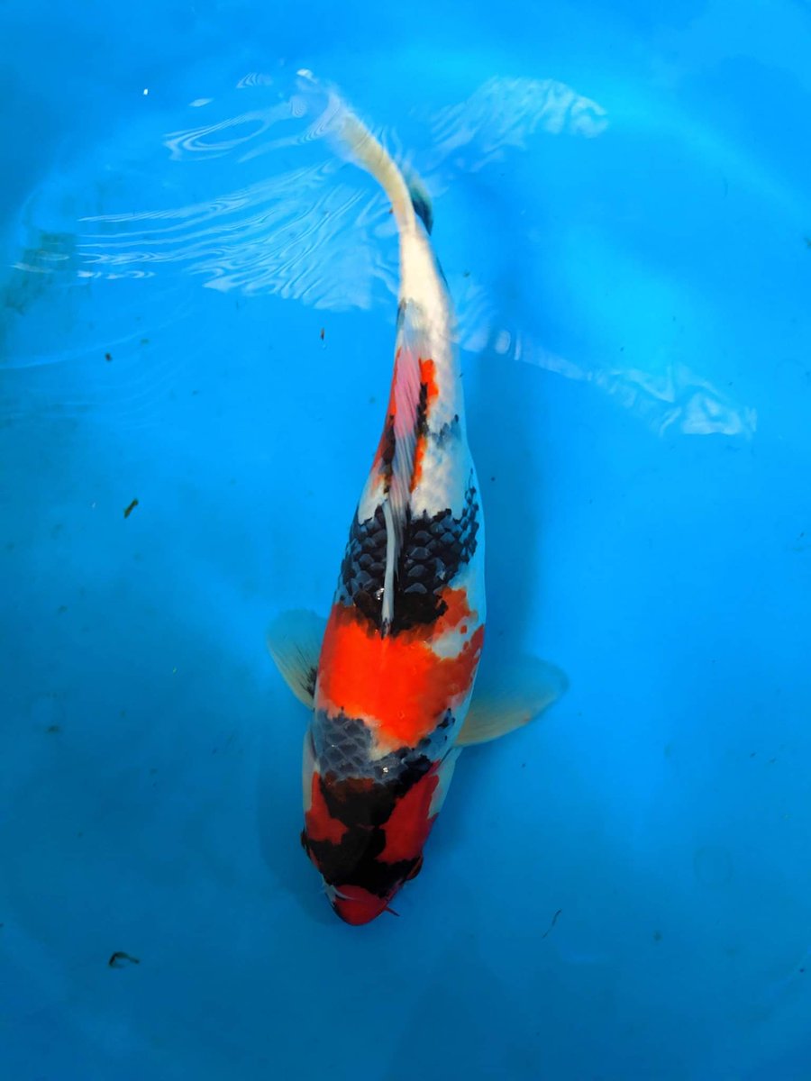 Another smashing top up. Prices between £150 and £195