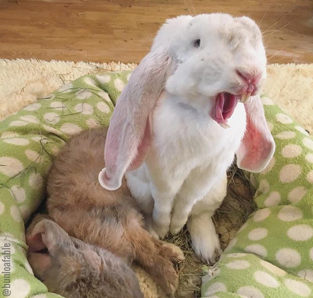 I don’t think any words are necessary here. | #rabbityawn #bunnyyawn ift.tt/2NapgnE