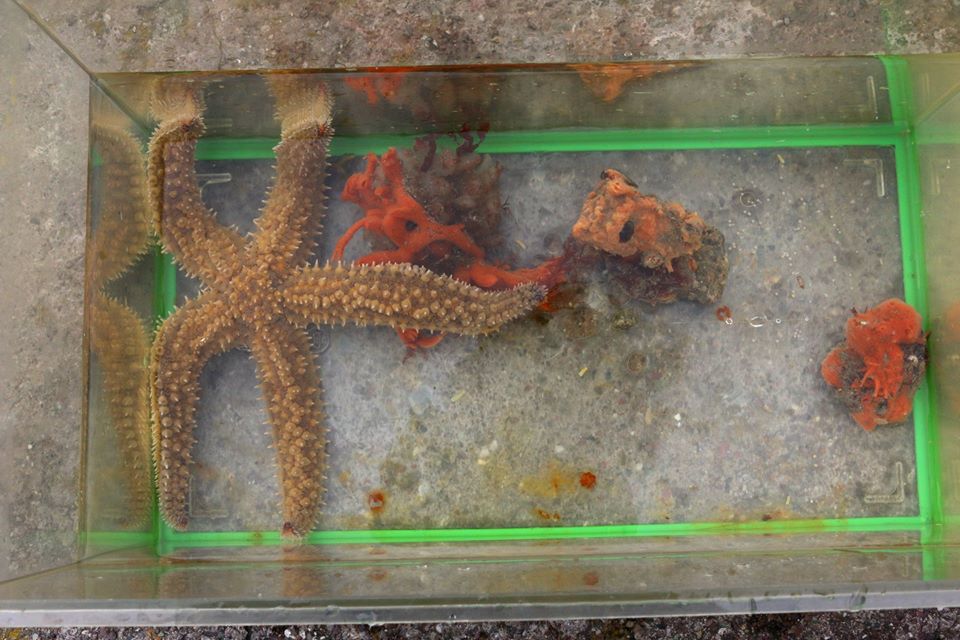 DeepMapsCork's tweet photo. Did you know that when a starfish feels stressed or is under attack it can drop one of its arms as a defensive mechanism? These arms can be regenerated however it takes a bit of time. Pictured here is a 'Spiny Starfish' (Marthasterias glacialis) #TouchTanks #HeritageWeek #UCCBEES https://t.co/YIUK7parJh