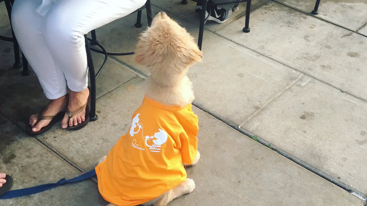 PastariaSTL's tweet photo. Okay... how adorable is this puppy in a Pastaria t-shirt?! 😍❤️🐶 #sortaclosetoitaly #dogsofstl https://t.co/O6xgV5oRAb