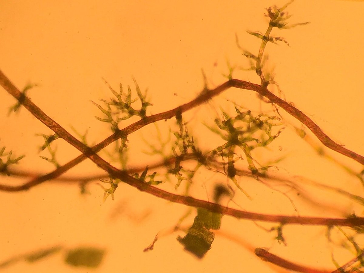 Feldbotanik's tweet photo. #Tortella bambergeri doing funny things: #Rhizoids giving birth to #Protonema! Why not?! :) https://t.co/T7lRYPesGw