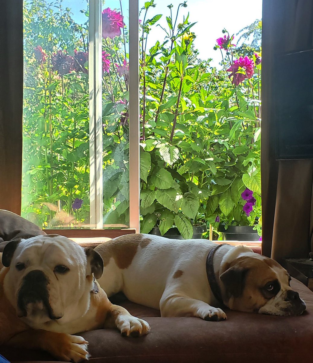 RoyalGoldSoil's tweet photo. Furry Friends & some Flowers for your Friday
#royalgrown #kingsmix #flowerfriday
#getyourhandsdirty #havesomefun #stopandsmelltheflowers https://t.co/IDbK0Inbxz