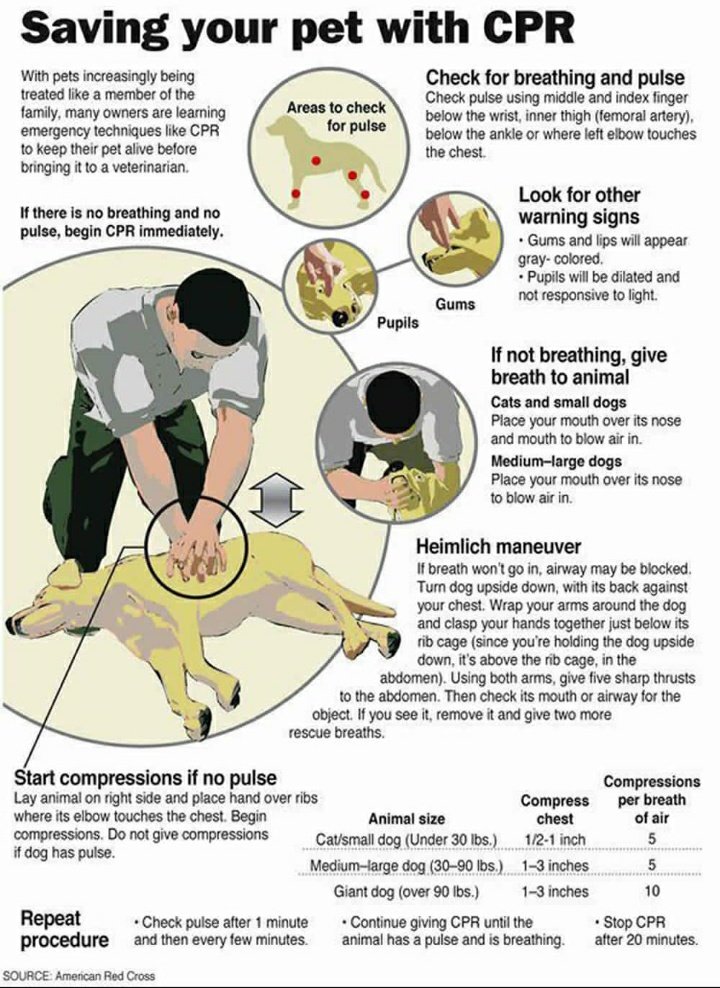 I feel as a #DogParent it is very important to have a basic knowledge about #PetFirstAid.
Humble request to you all, please share this piece of information with others because lot of pet owners are unaware about all this.

#DogCare #CPR #DogsofTwittter #DogLovers #DogLife