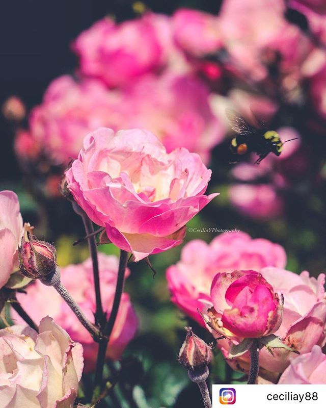 Take a cue from the bees and stop to smell the #roses blooming in our #rosegarden! 📷: <a href="/ceciliay88/">Cecilia Yanez</a>
.
.
.
#SouthCoastBotanicGarden #SouthBay #SCBGarden #BotanicGarden #OptOutside #NatureAwaits #LA #LosAngeles #SoCal #SouthernCalifornia #Rose #BumbleBee… ift.tt/2KEU5yZ