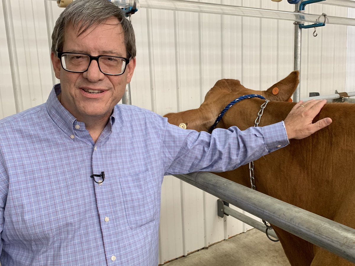 CarolynRask's tweet photo. #FirstDateJitters as @Media_Doug gets acquainted with the cow he’s about to milk #mocoagfair @mymcmedia https://t.co/yOLVdO62a6